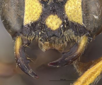 Media type: image;   Entomology 13770 Aspect: clypeus front
